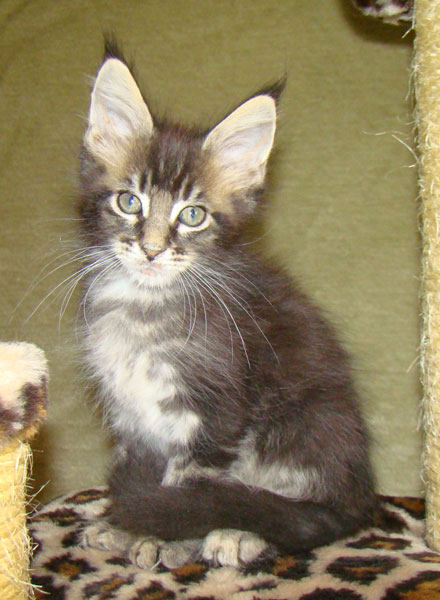     Catsvill County!   !    !       !!!    Catsvill County +7-926-544-74-09     .   ,   ,   ,    ,   ,  ,     ,   -,    ,   !